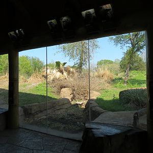 African Forest - The Arrival Building - Western Lowland Gorilla Exhibit