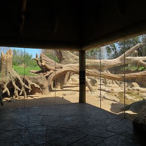 African Forest - The Arrival Building - Red River Hog Exhibit