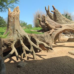 African Forest - Red River Hog Exhibit
