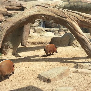 African Forest - Red River Hog Exhibit