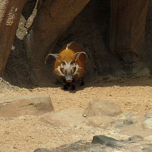 African Forest - Red River Hog Exhibit