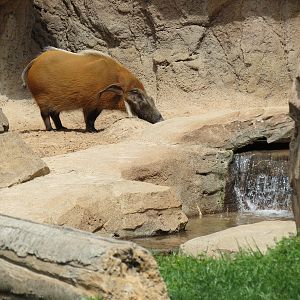 African Forest - Red River Hog Exhibit