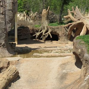 African Forest - Red River Hog Exhibit