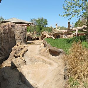 African Forest - Western Lowland Gorilla Exhibit