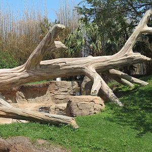 African Forest - Western Lowland Gorilla Exhibit