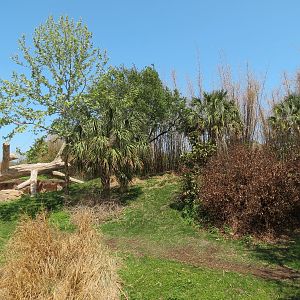 African Forest - Western Lowland Gorilla Exhibit