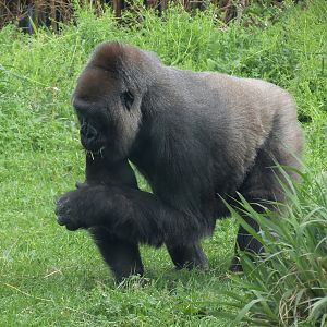 African Forest - Western Lowland Gorilla Exhibit