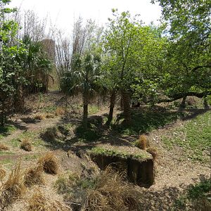 African Forest - Western Lowland Gorilla Exhibit