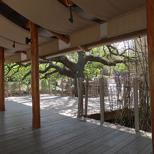African Forest - Western Lowland Gorilla Exhibit - Visitor Path