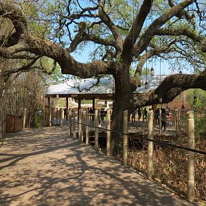 African Forest - Western Lowland Gorilla Exhibit - Visitor Path