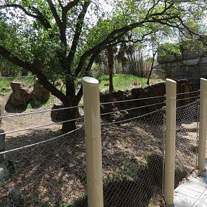 African Forest - Western Lowland Gorilla Exhibit