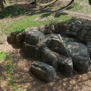African Forest - Western Lowland Gorilla Exhibit