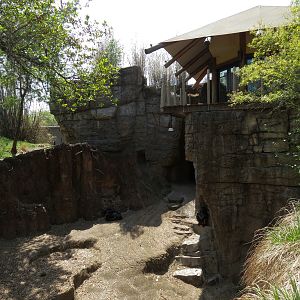 African Forest - Western Lowland Gorilla Exhibit