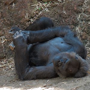 African Forest - Western Lowland Gorilla Exhibit