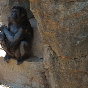 African Forest - Western Lowland Gorilla Exhibit