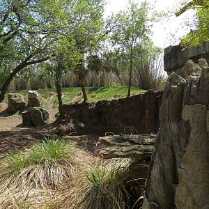 African Forest - Western Lowland Gorilla Exhibit