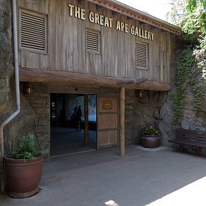 African Forest - The Great Ape Gallery