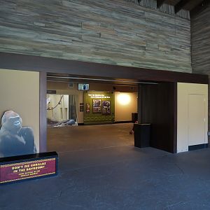 African Forest - The Great Ape Gallery