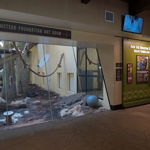African Forest - The Great Ape Gallery - Western Lowland Gorilla Dayroom