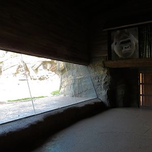 African Forest - The Great Ape Gallery - Chimpanzee Exhibit