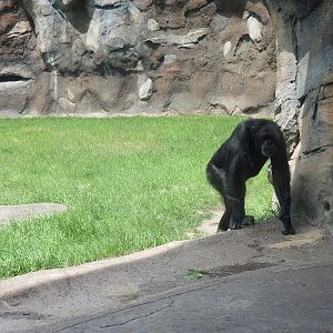 African Forest - The Great Ape Gallery - Chimpanzee Exhibit
