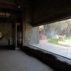 African Forest - The Great Ape Gallery - Chimpanzee Exhibit