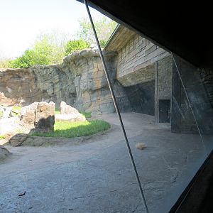 African Forest - The Great Ape Gallery - Chimpanzee Exhibit