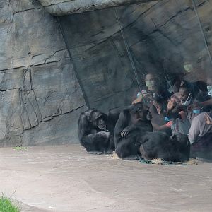 African Forest - The Great Ape Gallery - Chimpanzee Exhibit