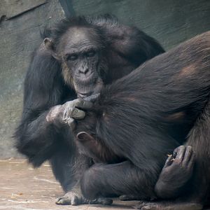 African Forest - The Great Ape Gallery - Chimpanzee Exhibit