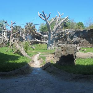 African Forest - The Great Ape Gallery - Chimpanzee Exhibit