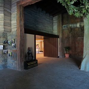 African Forest - The Great Ape Gallery