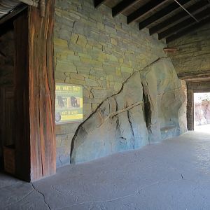 African Forest - The Great Ape Gallery