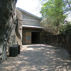 African Forest - The Great Ape Gallery