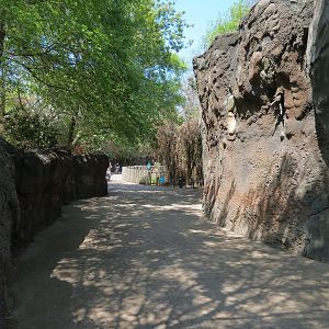 African Forest - Visitor Path