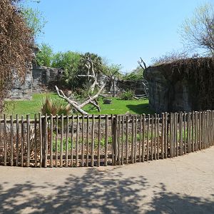 African Forest - Chimpanzee Exhibit