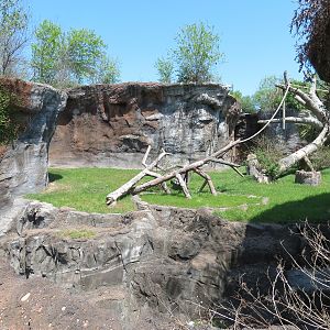 African Forest - Chimpanzee Exhibit