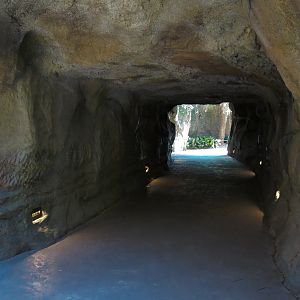 African Forest - Visitor Path Tunnel