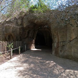 African Forest - Visitor Path Tunnel