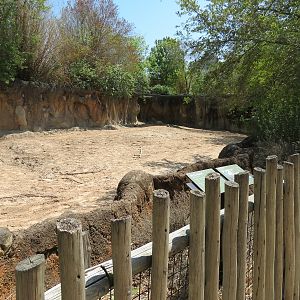 African Forest - Southern White Rhinoceros Exhibit