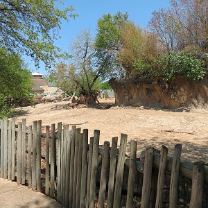 African Forest - Southern White Rhinoceros Exhibit