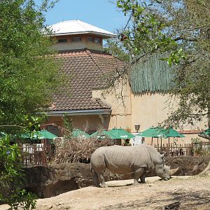 African Forest - Southern White Rhinoceros Exhibit