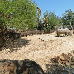 African Forest - Southern White Rhinoceros Exhibit