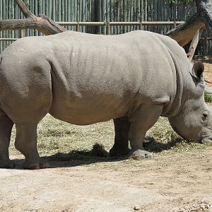 African Forest - Southern White Rhinoceros Exhibit