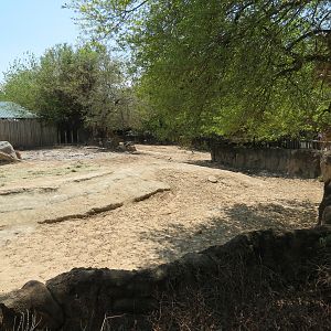 African Forest - Southern White Rhinoceros Exhibit