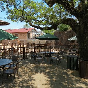 African Forest - Twiga Cafe