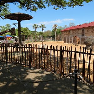 African Forest - Masai Giraffe and Ostrich Exhibit - Feeding Deck