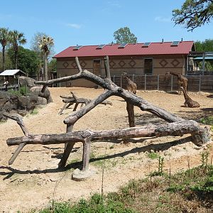 African Forest - Masai Giraffe and Ostrich Exhibit