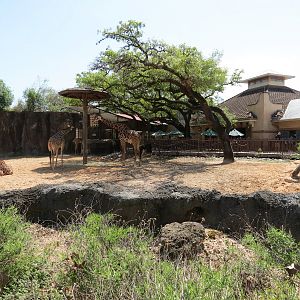 African Forest - Masai Giraffe and Ostrich Exhibit