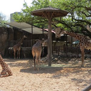 African Forest - Masai Giraffe and Ostrich Exhibit