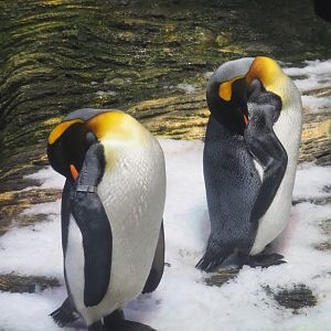 King penguins (Aptenodytes patagonicus), 2020-09-20